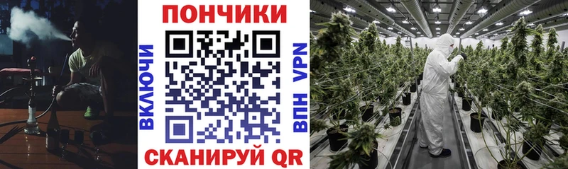 Купить где  Шагонар  Бошки Шишки конопля 